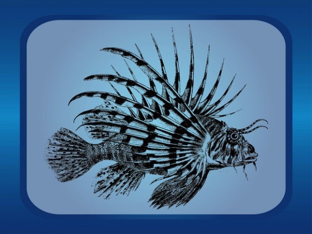 Exotic fish of aquatic animal in frame vector