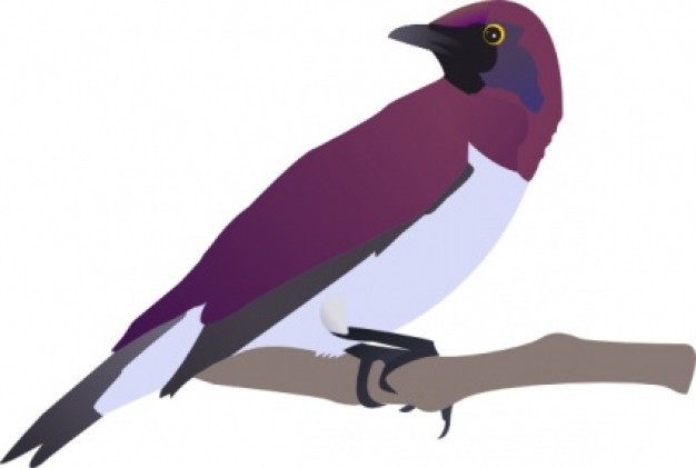 exotical bird clip art with White background