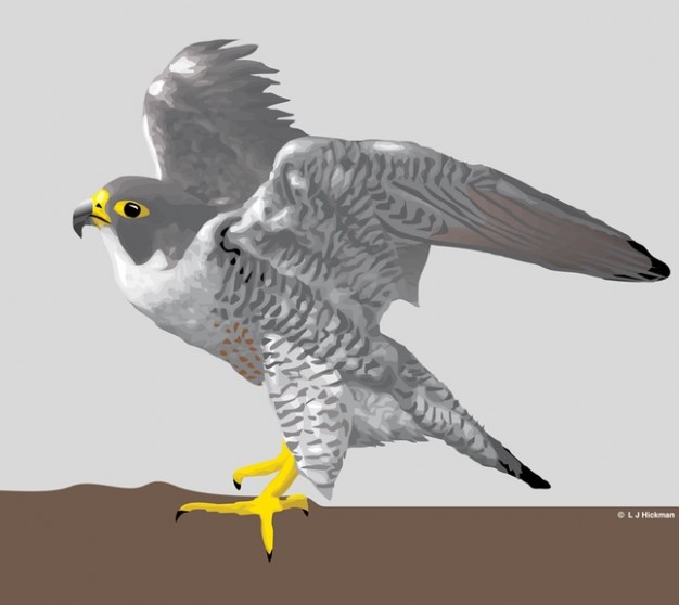 Falcon bird standing at floor and spreading the wings