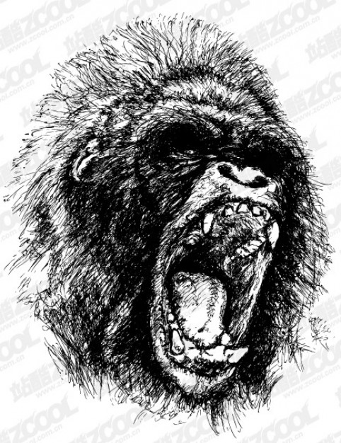 Ferocious gorilla roaring vector material