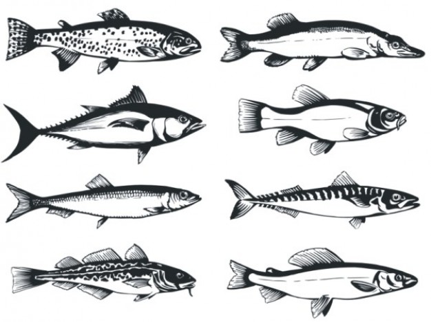 Fish monochrome side view vector material in black and white