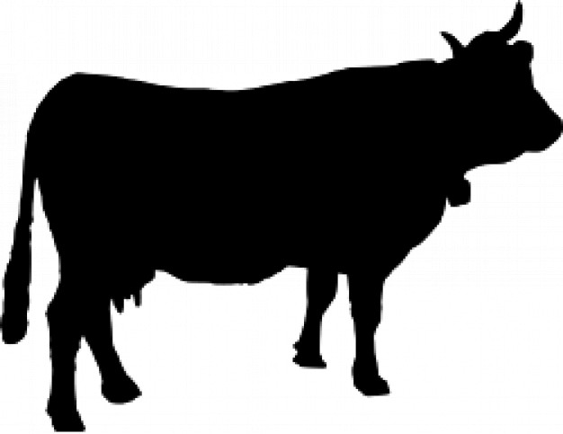 black cow silhouette with white background