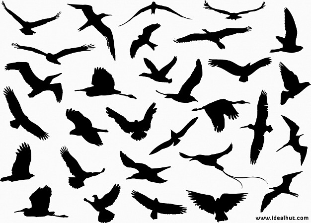 flying birds silhouette for decorate your art