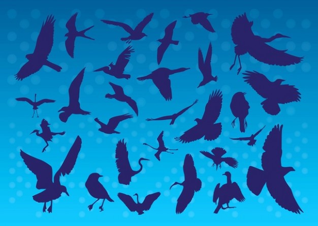 Flying Birds Silhouettes over blue night sky