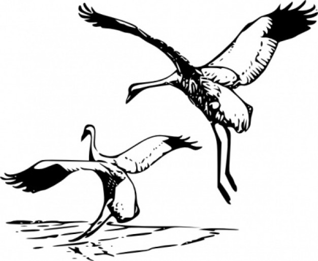 flying cranes Whooping clip art with White background