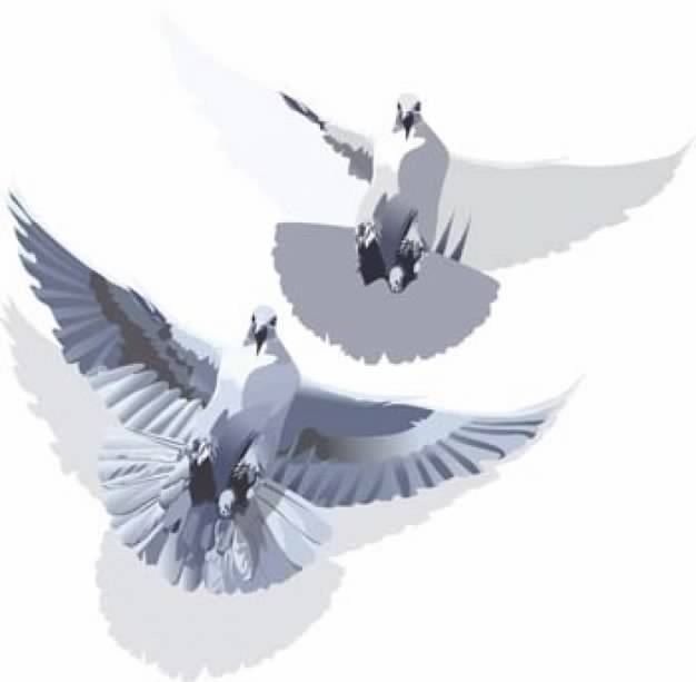 flying Pigeons clip art in bottom view