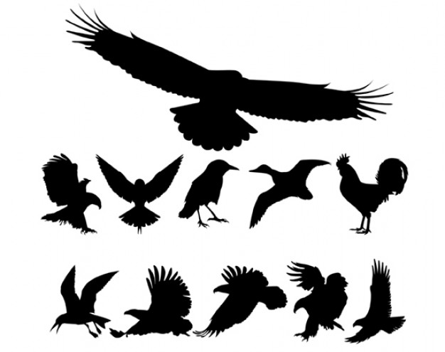 fowls silhouettes like eagle cock dove crow