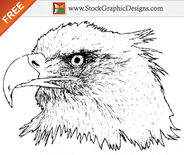 Free Eagle head Vector Graphics Drawn by Hand