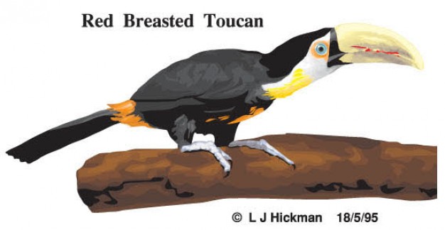  Free Vector of Toucan Bird side view