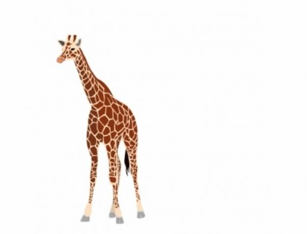 Giraffe standing clip art in front view