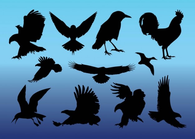 variety of Birds with blue background
