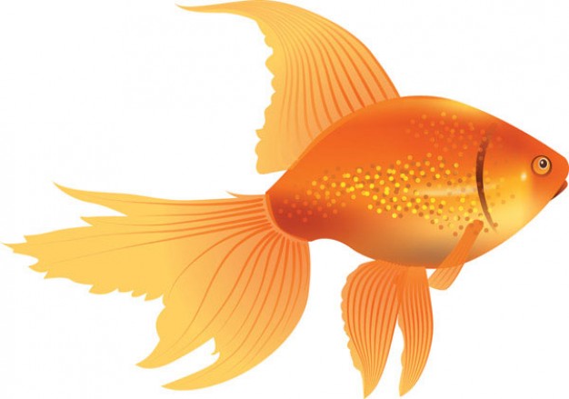 Goldfish swimming over white background Vector