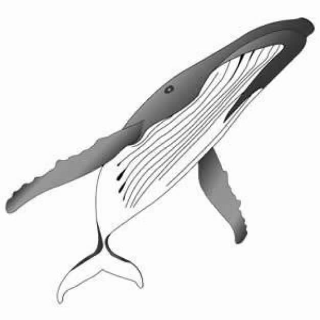 Gray Humpback Whale clip art  in bottom view