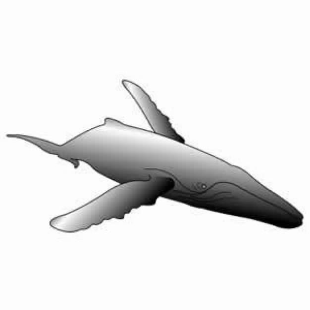 Gray Humpback Whale clip art in bottom view