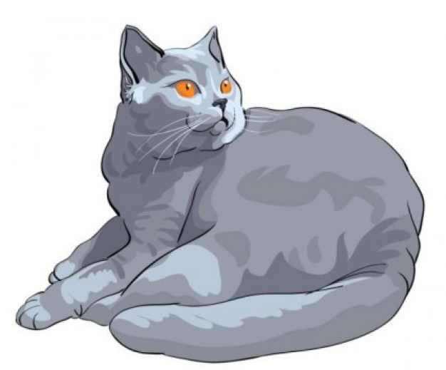 Grey Cat with orange eyes Illustration