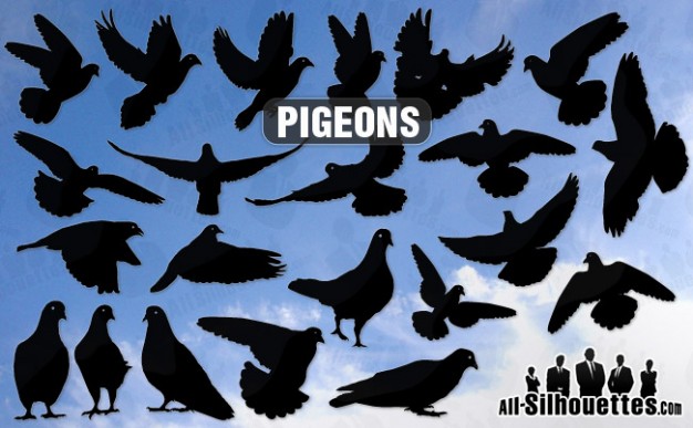 different pos pigeons vector silhouettes with sky background