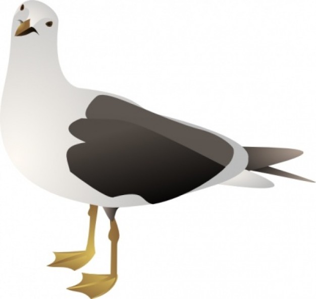 gull looking at you clip art with white background