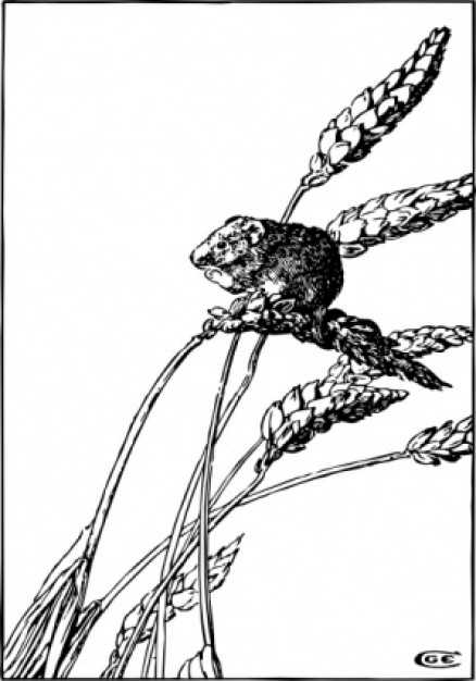 harvest mouse sitting on barley clip art with white background