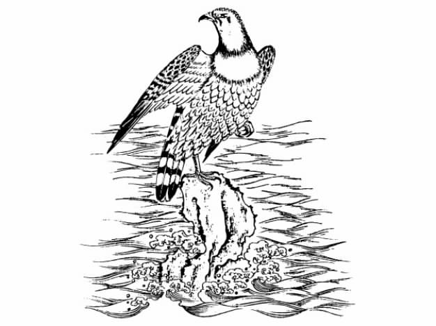 Hawk walking at the side of river clip art