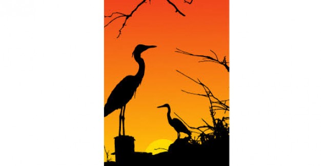 Heron Birds Silhouette with sunset background