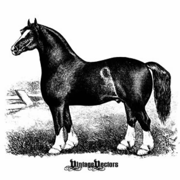 Horse Engraving - Antique clip art in side view