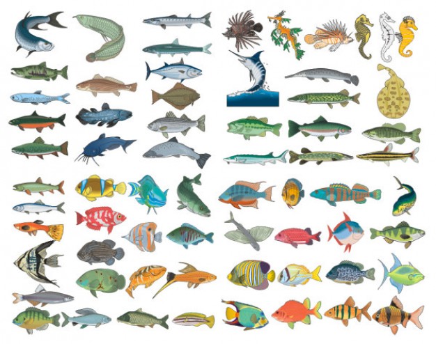 variety of sea Fish material