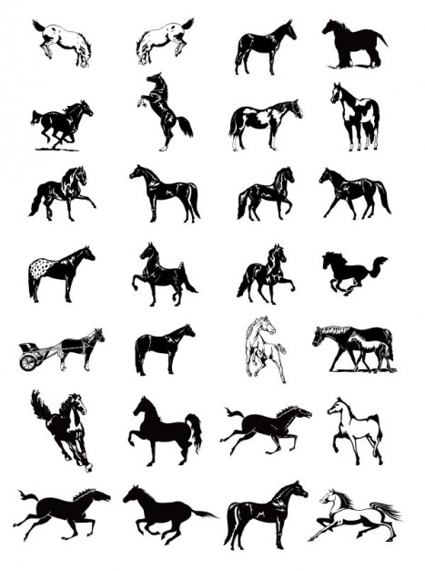 Black and white Horse pose image