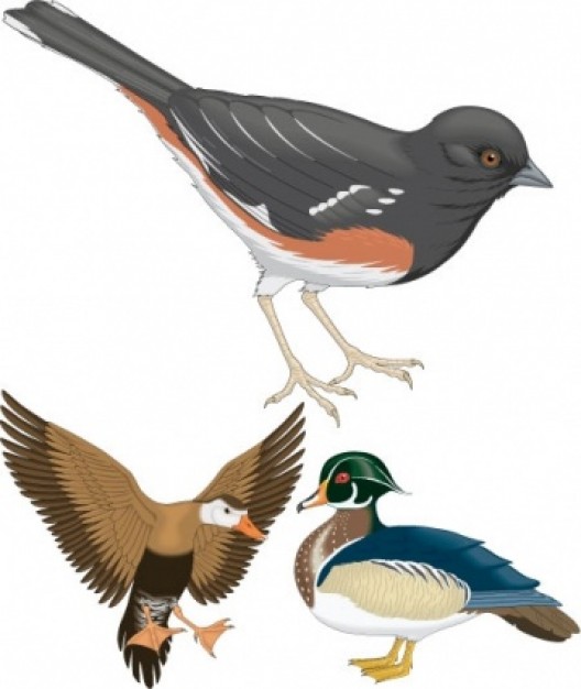 three different Birds like mandarin duck