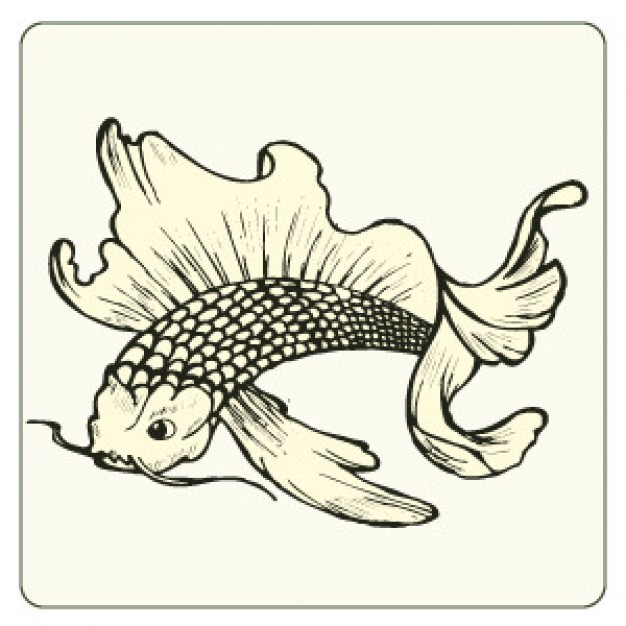 Japanese carp fish sketch with white background