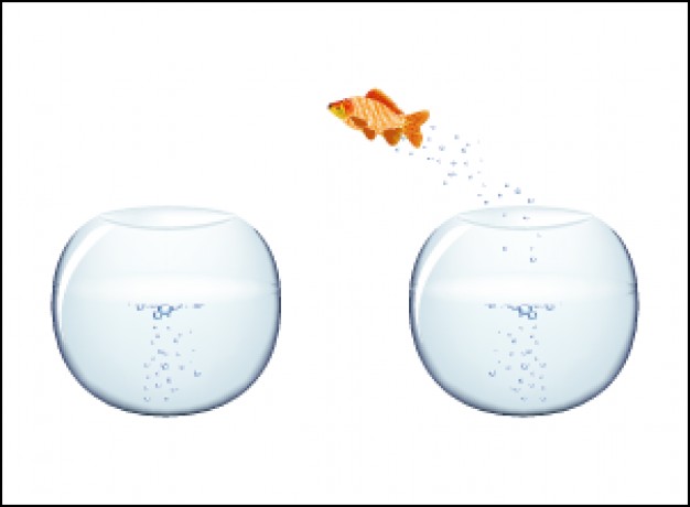 jumping goldfish from one fishbowl to another