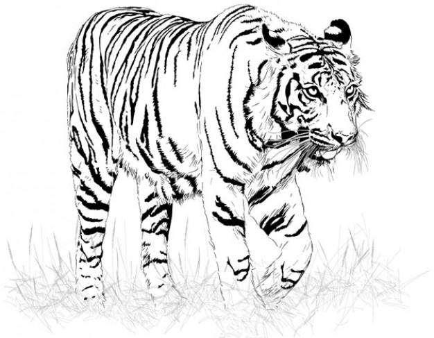 Black and White Tiger walking on grass material
