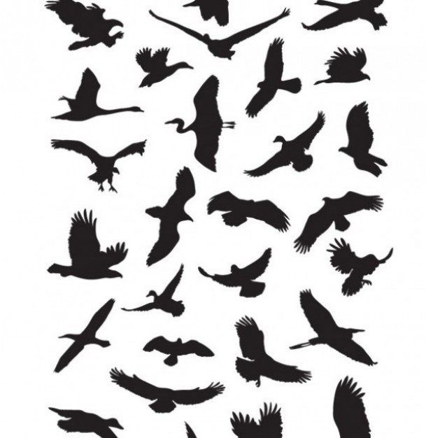flying birds silhouettes graphics set