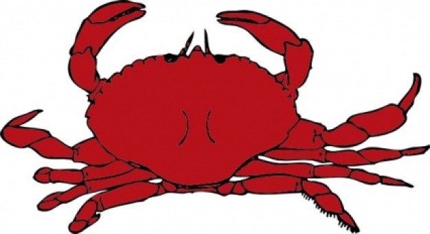 red crab at top view