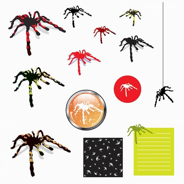 Tarantula spiders in different colors and design
