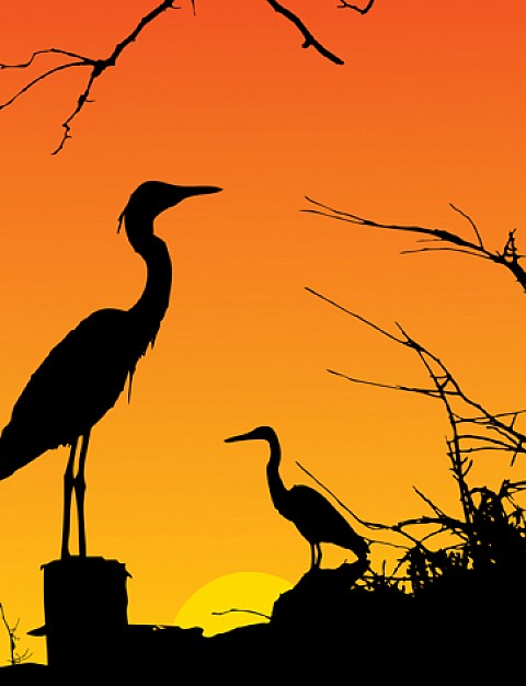 Two Herons Resting with golden sunset background