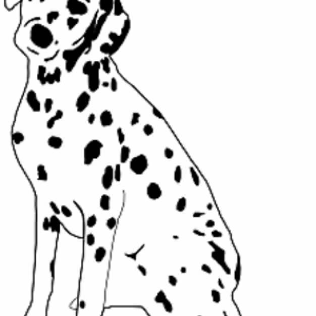 Sitting silence Dalmatian Dog