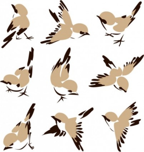 different pos sparrows with white background