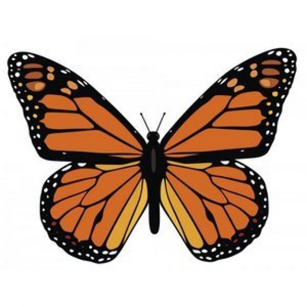 Monarch Butterfly in top view