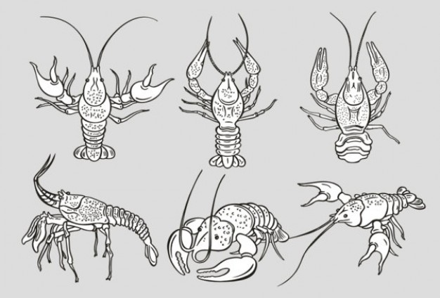 Monochrome lobster with different pose clip art vector