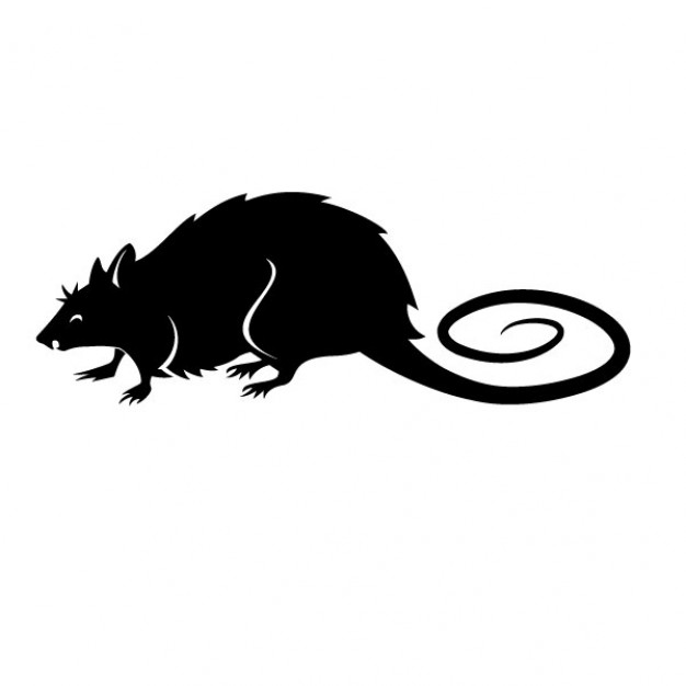 Black rat with long tail illustration