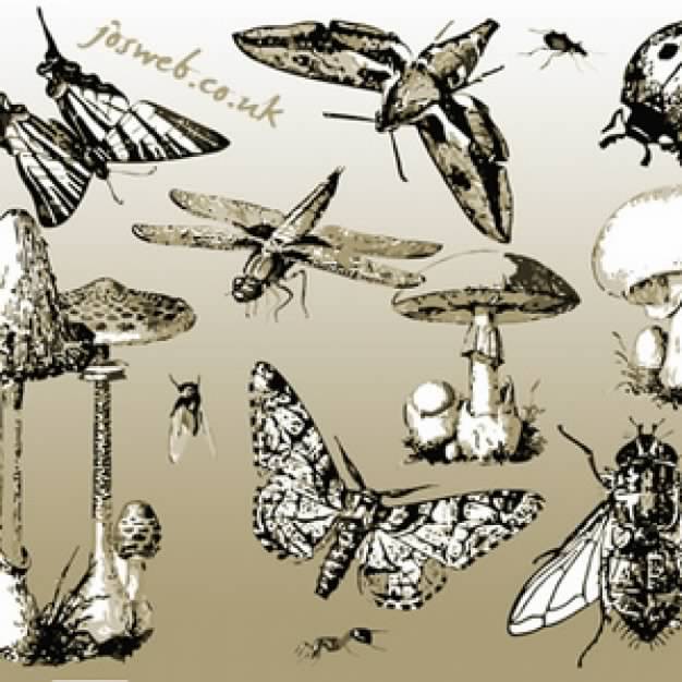 Mushrooms and variety of Insects