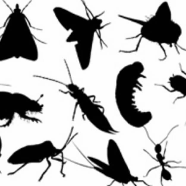 black Bugs with white background