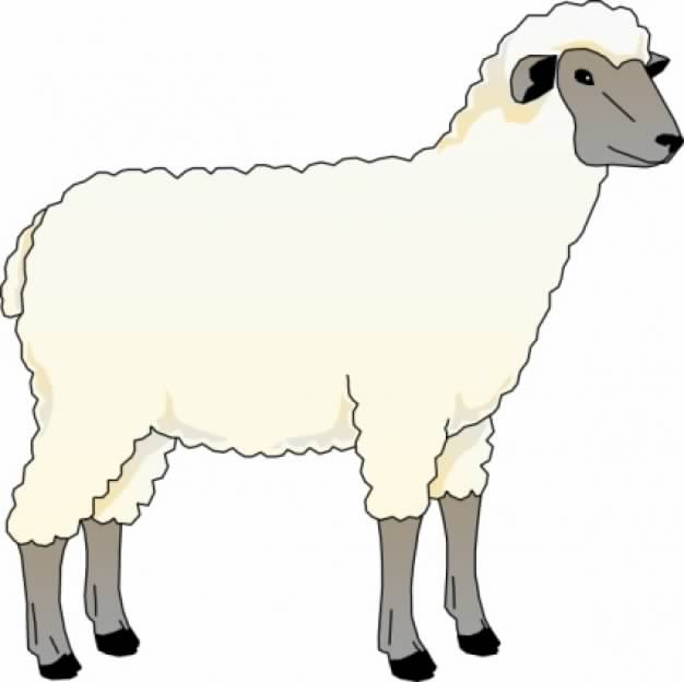 Ewe Sheep clip art with white background