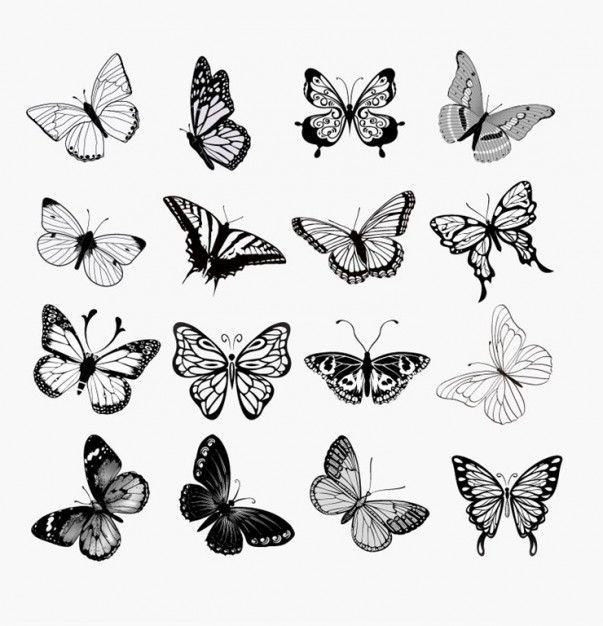 black white different type Butterflies illustration set