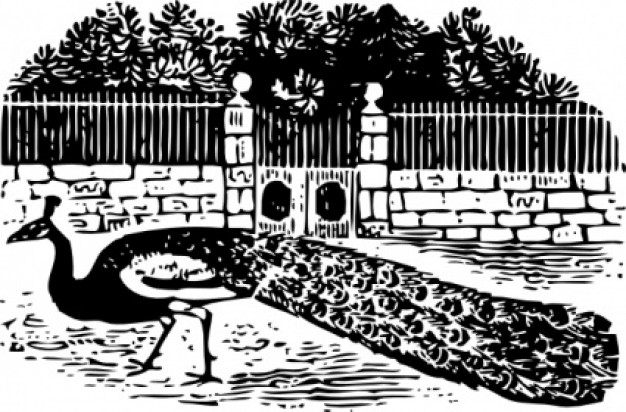 peacock walking at the gate clip art