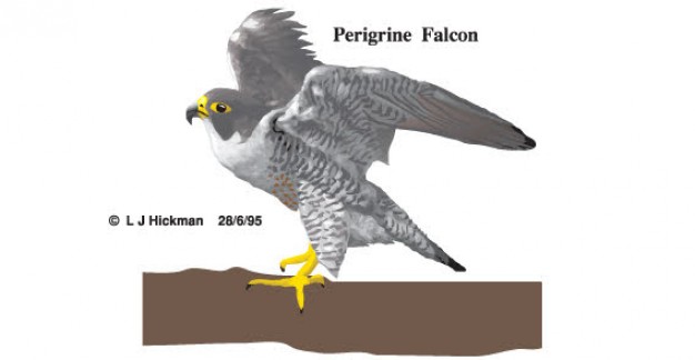 perigrine falcon of grey bird with White background