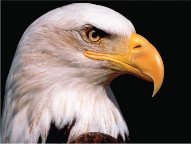 realistic Eagle with vivacious eyes