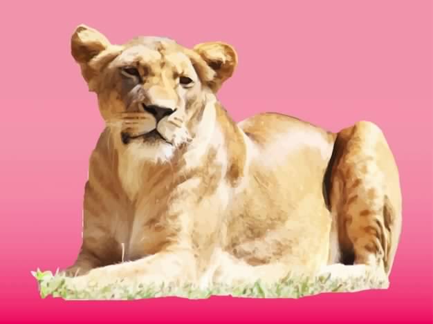 Beautiful lion in the wilderness with pink background