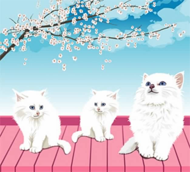 Realistic white cat on pink wood the material