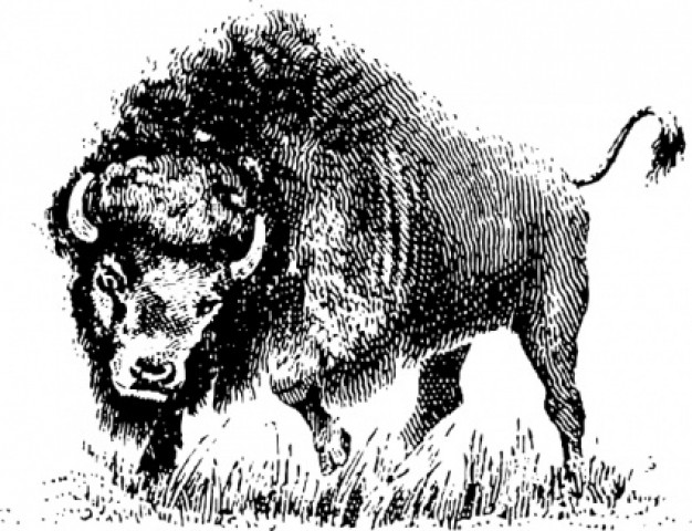 fearful buffalo engraved with shorts horns